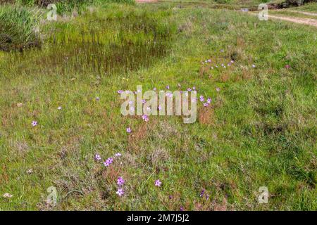 Eine Gruppe von wunderschönen rosa blühenden Sundews (Drosera cistiflora, eine fleischfressende Pflanze) in einem natürlichen Lebensraum im Westkap von Südafrika Stockfoto