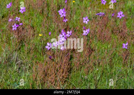 Eine Gruppe von wunderschönen rosa blühenden Sundews (Drosera cistiflora, eine fleischfressende Pflanze) in einem natürlichen Lebensraum im Westkap von Südafrika Stockfoto