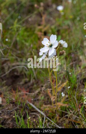 Weiße blühende Drosera cistiflora (eine fleischfressende Pflanze) in der Nähe von Tulbagh im Westkap von Südafrika Stockfoto