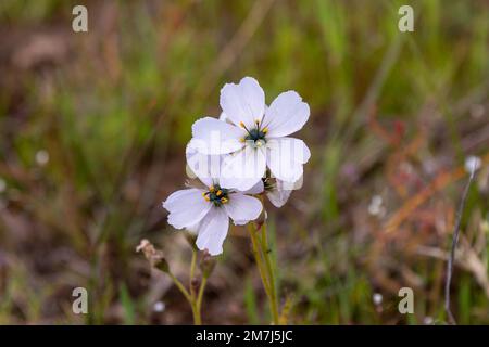 Weiße blühende Drosera cistiflora (eine fleischfressende Pflanze) in der Nähe von Tulbagh im Westkap von Südafrika Stockfoto