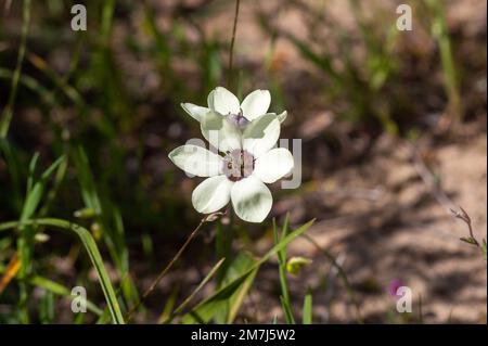 Die Blüten der Geissorhiza tulbaghensis im natürlichen Lebensraum des Westkap Südafrikas Stockfoto