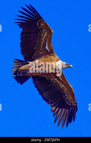 Griffon Vulture, Gyps fulvus, Hoces de Río Duratón Natural Park, Duratón River Gorges, Segovia, Castilla y León, Spanien, Europa Stockfoto