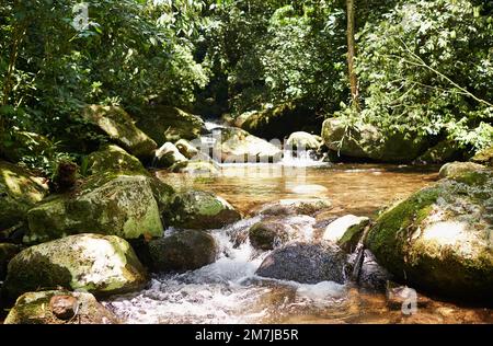 Der ruhigste Ort der Welt. Malerische Aufnahme eines Flusses, der durch einen üppigen Wald fließt. Stockfoto