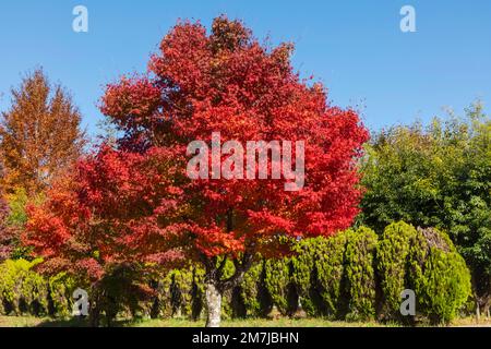 Japan, Honshu, Präfektur Yamanashi, Kobuchizawa, Rote Herbstblätter Stockfoto