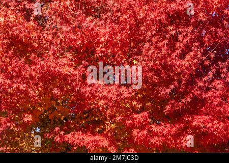 Japan, Honshu, Präfektur Yamanashi, Kobuchizawa, Rote Herbstblätter Stockfoto