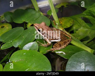 Foto eines Frosches auf einem Seerosenblatt in einem kleinen Teich im Freien Stockfoto