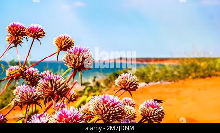 Eine Nahaufnahme von Amaranthen-Blumen am Strand bei Sonnenlicht Stockfoto