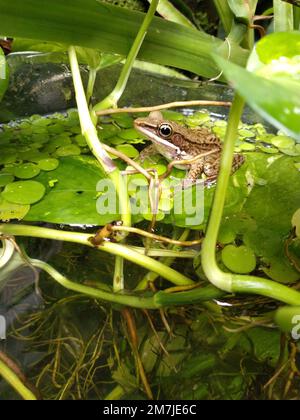 Foto eines Frosches auf einem Seerosenblatt in einem kleinen Teich im Freien Stockfoto