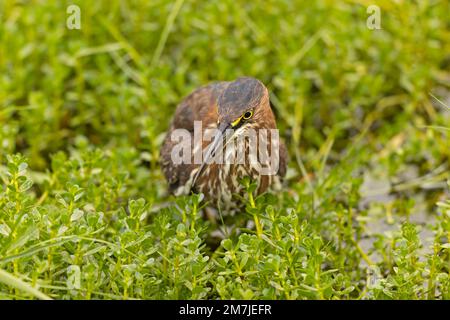 Nahaufnahme eines grünen Reiherons (Butorides virescens) beim Futtersuche im Gras Stockfoto