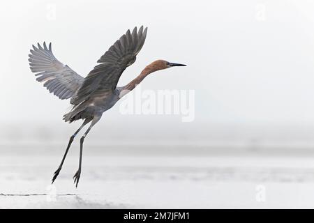 Ein rötlicher Reiher (Egretta rufescens), der aus dem Wasser fliegt. Stockfoto