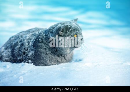 Porträt einer blauen britischen Kurzhaarkatze, die im Schnee in einem Schneesturm sitzt Stockfoto