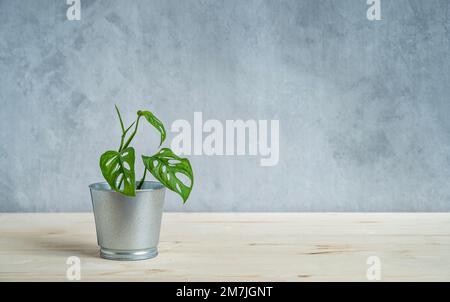 Heimpflanzenmonstera in einem Melaltopf auf einem hellen Holztisch. Vorderansicht und Kopierbereich. Stockfoto