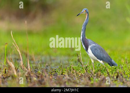 Ein dreifarbiger Reiher (Egretta Tricolor), der an der Küste von Texas forscht. Stockfoto