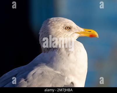 Die Herringmöwe ist ein großes Mitglied der Möwenfamilie, die sich an das Leben in der Nähe von Menschen angepasst hat. Es sind intelligente Vögel, die den Menschen ausgebeutet haben Stockfoto