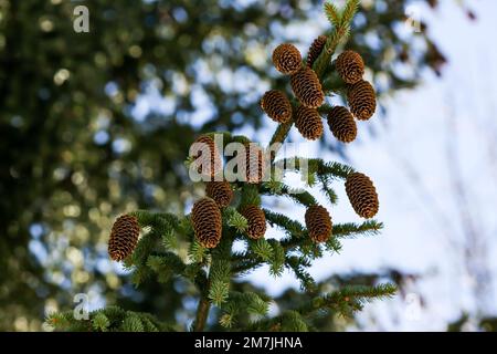 Ich schaue in einen Kiefernbaum, mit Kiefernkegel, mit blauem Himmel zwischen den Ästen Stockfoto