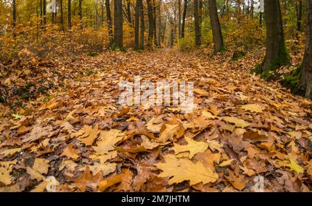 Waldweg mit heruntergefallenen Blättern im Herbst Stockfoto