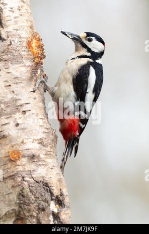Nahaufnahme eines Großspeckers (dendrocopos Major), der nach links zeigt und auf dem Stamm einer Silberbirne pickt. Sauberer Hintergrund. Polizist Stockfoto