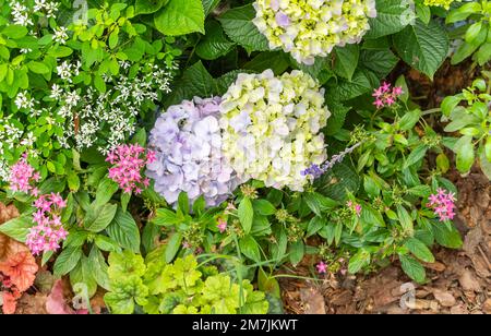 Blühende rosa Hortensien im Garten Stockfoto