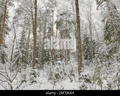 Wunderschöner Winterwald bedeckt mit viel Schnee. Stockfoto