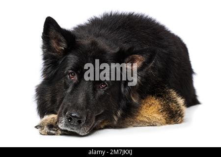 Ausgewachsener deutscher Schäferhund auf weißem Hintergrund Stockfoto