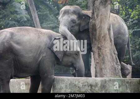 Zwei asiatische Elefanten im Zoo von Alipore, Kalkutta, Indien Stockfoto