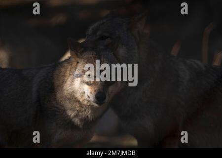 Wolf in Gefangenschaft in Pyrenäen, Les Angles, Frankreich, am 28. Dezember 2022. © Joan Gosa 2022 Stockfoto