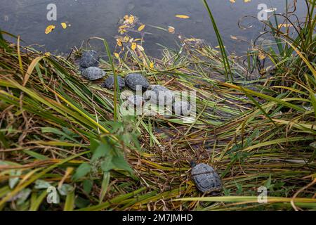 Wasserschildkröten Familie im grünen Gras neben einem Teich Stockfoto
