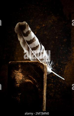 Eine Federfeder, die über einem offenen antiken Buch vor dunklem Hintergrund steht Stockfoto