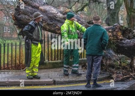 Preston, Lancashire. UK Weather 10. Januar 2023. Heftiger Regen im Stadtzentrum mit dem großen Stumpf eines alten, verfallenen Baumes, der von starken Winden über Nacht umgeblasen wird. Laut Prognosen können Land, Straßen und einige Immobilien überflutet werden, und es kann zu Reisestörungen als Ganzes kommen. Heute, am Dienstag, den 10. Januar, berichtet die BBC, dass es bedeckt und nass sein wird mit Ausbrüchen von starkem Regen, der den ganzen Tag über aus dem Westen hereinfährt; Kredit: MediaWorldImages/AlamyLiveNews Stockfoto