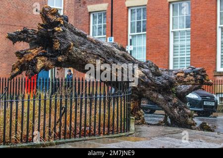 Sturmschaden in Preston, Lancashire. Wetter in Großbritannien, Januar 2023. Heftiger Regen im Stadtzentrum mit dem großen Stumpf eines alten verfallenen Baumes, der über Nacht von starkem Wind umgeblasen wurde. Laut Prognosen können Land, Straßen und einige Immobilien überflutet werden, und es kann zu Reisestörungen als Ganzes kommen. Heute, am Dienstag, den 10. Januar, berichtet die BBC, dass es bedeckt und nass sein wird mit Ausbrüchen von starkem Regen, der den ganzen Tag über aus dem Westen hereinfährt; Stockfoto