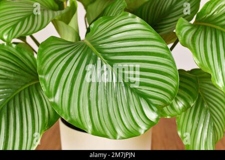 Große gestreifte Blätter einer exotischen "Calathea Orbifolia Gebetspflanze" Stockfoto