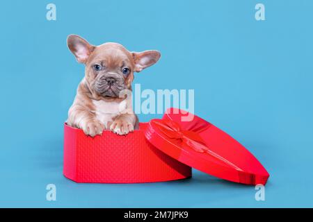 Niedlicher Valentinstag-Welpe. Französische Bulldogge in herzförmiger Geschenkbox auf blauem Hintergrund Stockfoto