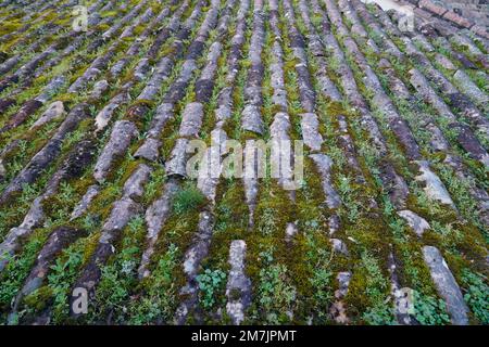 Altes Ziegeldach mit Moos und Vegetation bedeckt Stockfoto