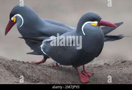Inka terns (Larosterna inca) auf einem Felsvorsprung. Miraflores, Lima, Peru. Stockfoto