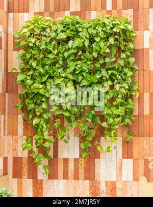 Teufelsfeu an einer Ziegelwand dekoriert Stockfoto