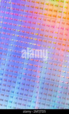 Silizium-Wafer und Mikroschaltungen, ein Stück Halbleitermaterial, das in der Elektronik für die Herstellung von integrierten Schaltungen verwendet wird. Stockfoto