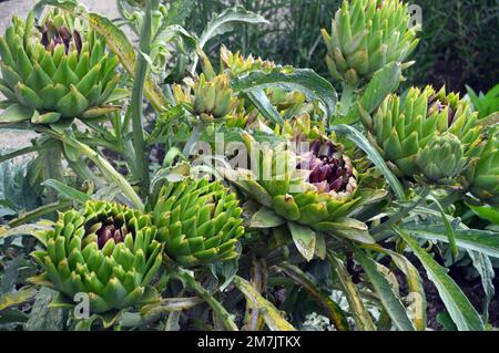 Artischocken „Cynara scolymus“ (Cardoon), die im Kitchen Garden bei RHS Garden Bridgewater, Worsley, Greater Manchester, Großbritannien, angebaut werden. Stockfoto