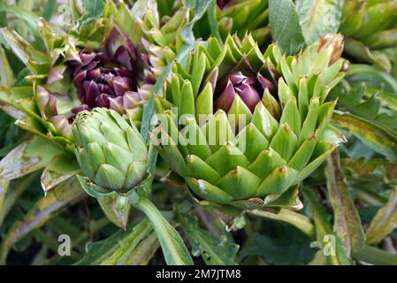 Artischocken „Cynara scolymus“ (Cardoon), die im Kitchen Garden bei RHS Garden Bridgewater, Worsley, Greater Manchester, Großbritannien, angebaut werden. Stockfoto