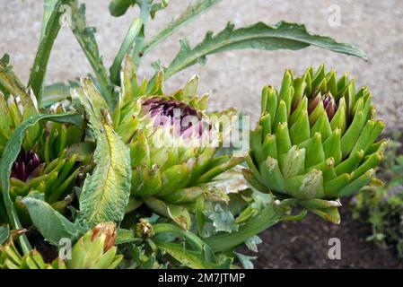 Artischocken „Cynara scolymus“ (Cardoon), die im Kitchen Garden bei RHS Garden Bridgewater, Worsley, Greater Manchester, Großbritannien, angebaut werden. Stockfoto