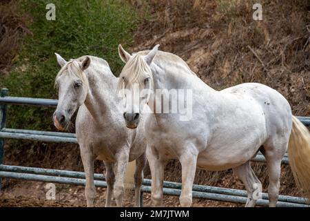 Andalusische Pferde stehen im Freilufthof auf der Pferdezucht, Jerez de la Frontera, Spanien Stockfoto