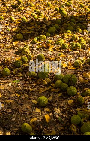 Die Frucht von Maclura pomifera, allgemein bekannt als die Osage Orange, fällt auf den Boden, Georgetown, Washington, D.C., USA Stockfoto