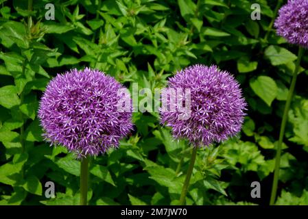 Ein Paar große lilafarbene Allium-Blumen auf der RHS Garden Bridgewater, Worsley, Greater Manchester, Großbritannien. Stockfoto