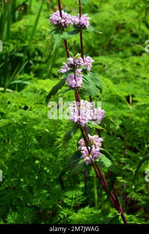 Lavendelrosa Phlomis Tuberosa „Jerusalem Sage“ (Sage-leaf Mullein) Blumen im RHS Garden Bridgewater, Worsley, Greater Manchester, Großbritannien. Stockfoto
