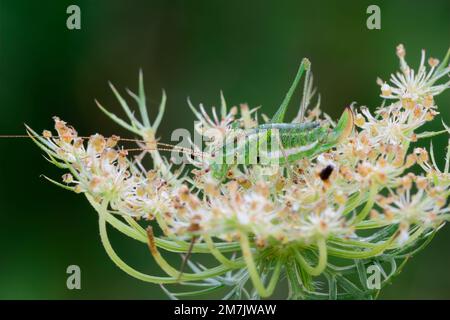 Gesprenkelte Buschkricket auf einer Wiesenblume. Am Morgentau. Seitenansicht, Nahaufnahme. Gattung Leptophyes punctatissima. Trencin, Slowakei. Stockfoto