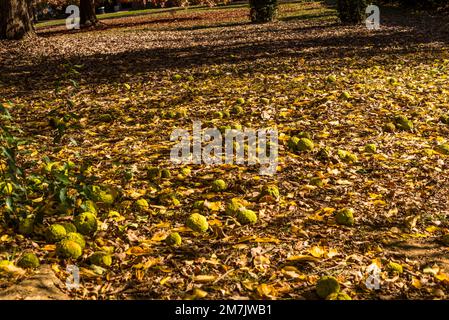 Die Frucht von Maclura pomifera, allgemein bekannt als die Osage Orange, fällt auf den Boden, Georgetown, Washington, D.C., USA Stockfoto