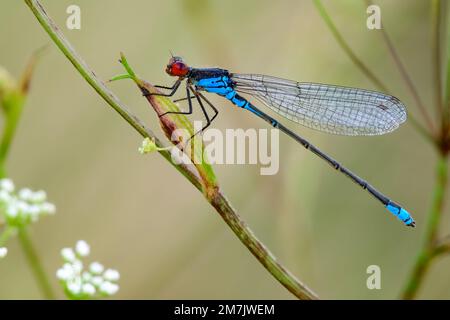 Rothäugiger, männlicher Dämmerling, der in der Dämmerung auf einer Wiese sitzt. Ich warte auf Beute. Seitenansicht, Nahaufnahme. Gattung Erythromma najas. Trencin, Slowakei. Stockfoto