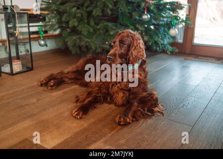 Lustiger, süßer Hundefreund Collie Frohes neues Jahr und Frohe Weihnachten. Der entspannte rote irische Setter-Hund liegt in der Nähe des Weihnachtsbaums. Wartet auf ein Stockfoto