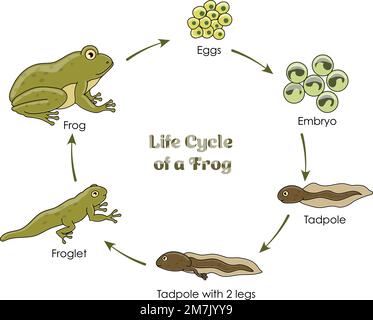 Lebenszyklus eines Frosches farbenfrohes Diagramm auf weißem Hintergrund Stock Vektor