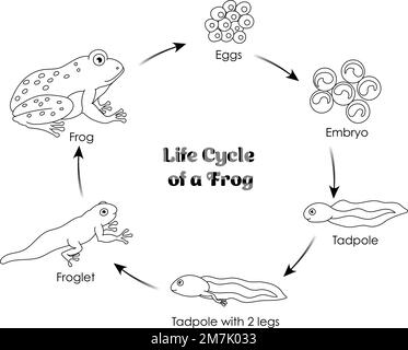 Life Cycle of a Frog Schwarz-Weiß-Linien-Kunst zum Ausmalen und Lernen Stock Vektor