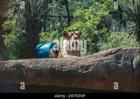 Tierwelt in Perth, Australien Stockfoto
